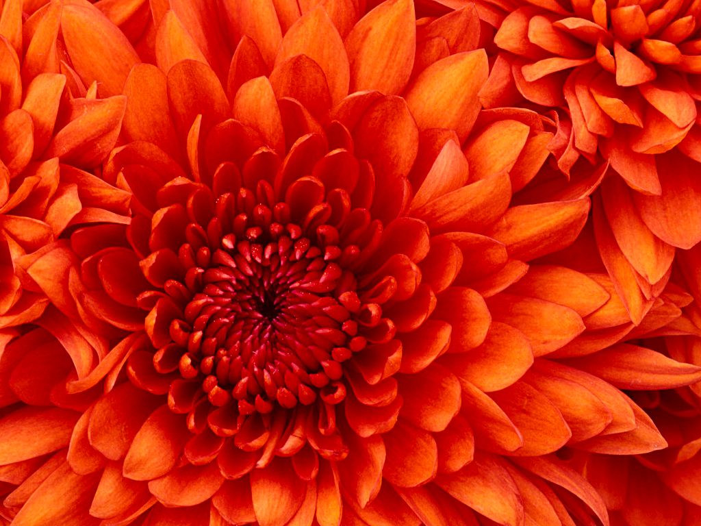 Eine rote Blume